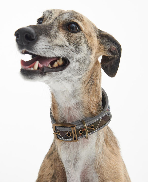 Barbour - Comfort Lurcher Collar