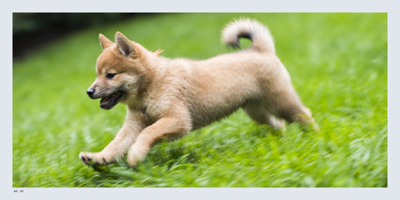 Dogist Puppies (Elias Weiss Friedman) 