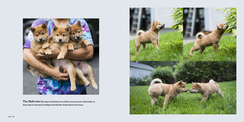 Dogist Puppies (Elias Weiss Friedman) 