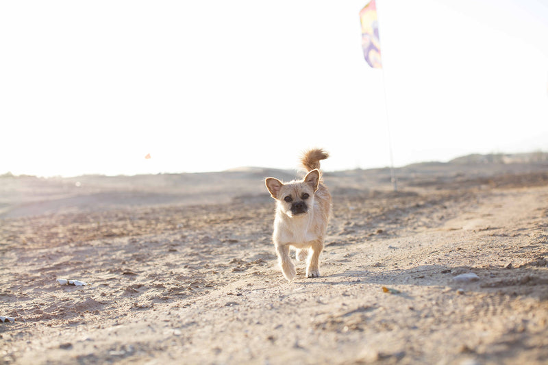 Finding Gobi (Main edition): The true story of a little dog and an incredible journey (Leonard Dion)