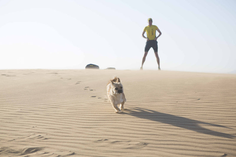 Finding Gobi (Main edition): The true story of a little dog and an incredible journey (Leonard Dion)