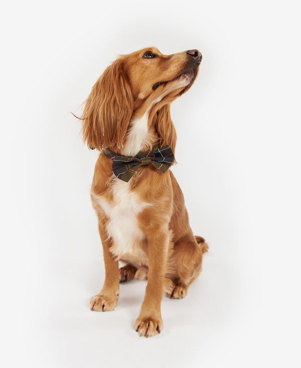 Barbour - Tartan Dog Bow Tie