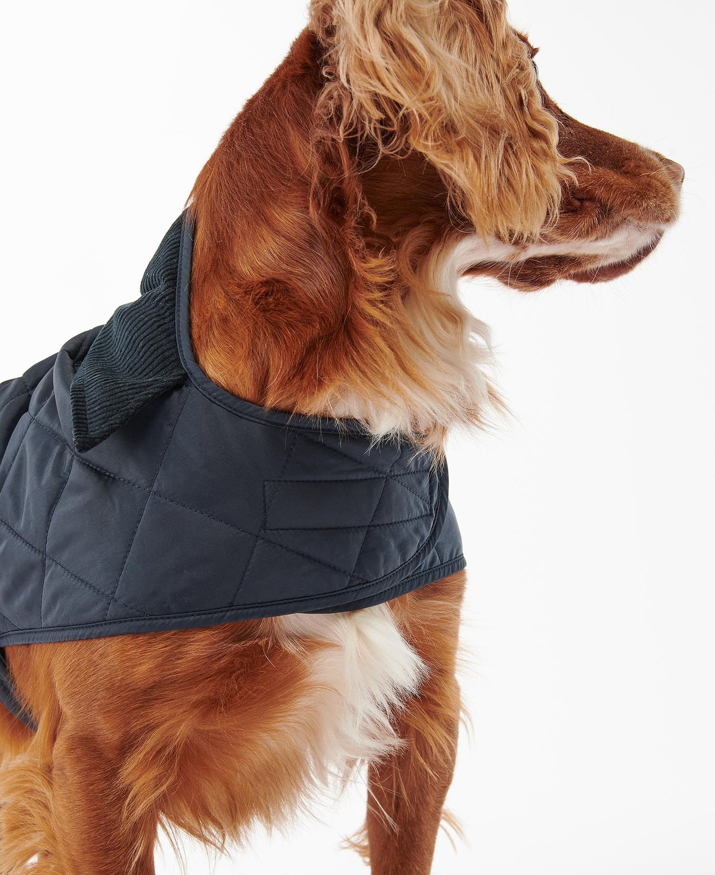 Barbour - Quilted Dog Coat Navy – Cane Mundi