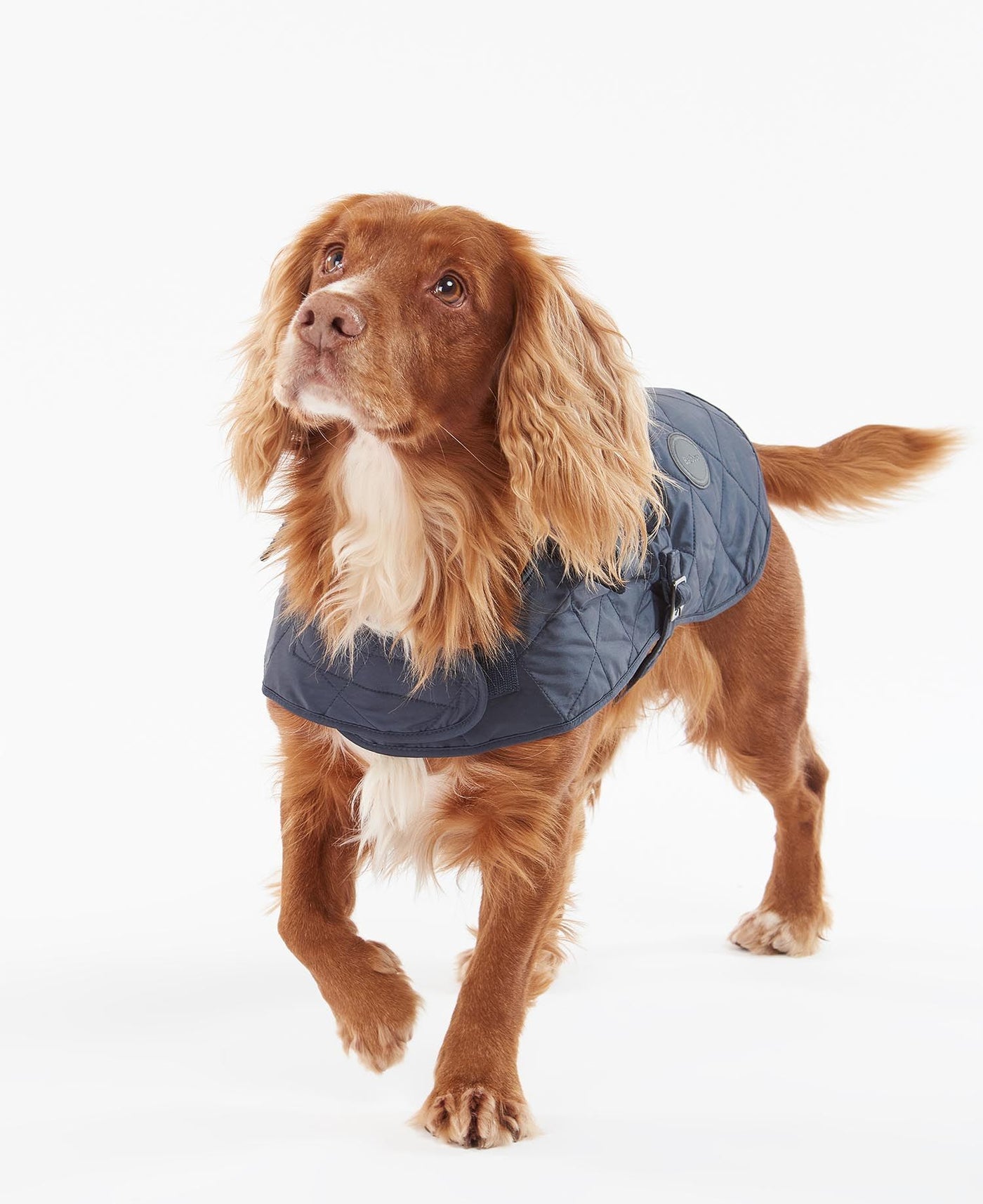 Barbour - Quilted Dog Coat Navy – Cane Mundi
