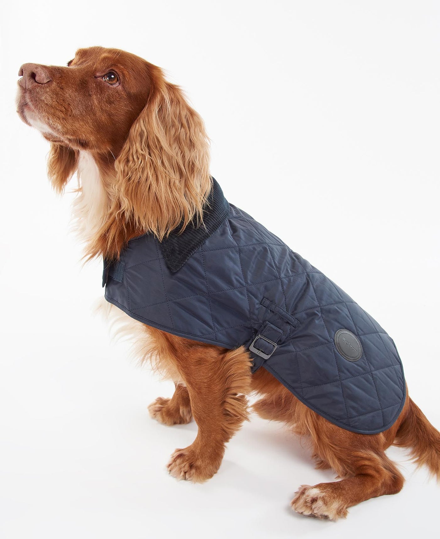 Barbour - Quilted Dog Coat Navy – Cane Mundi